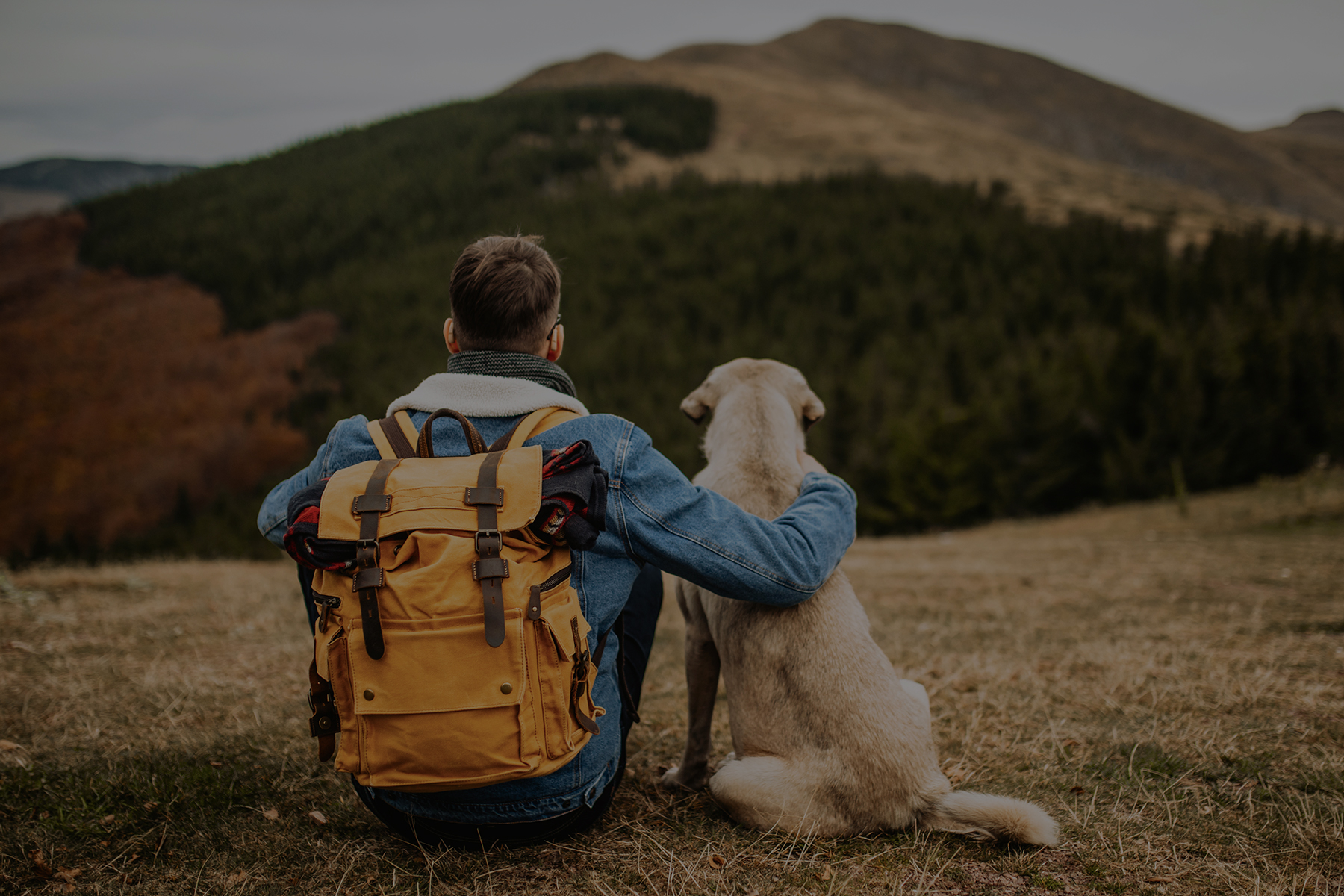 MINI pet friendly: tips para viajar con tu mascota