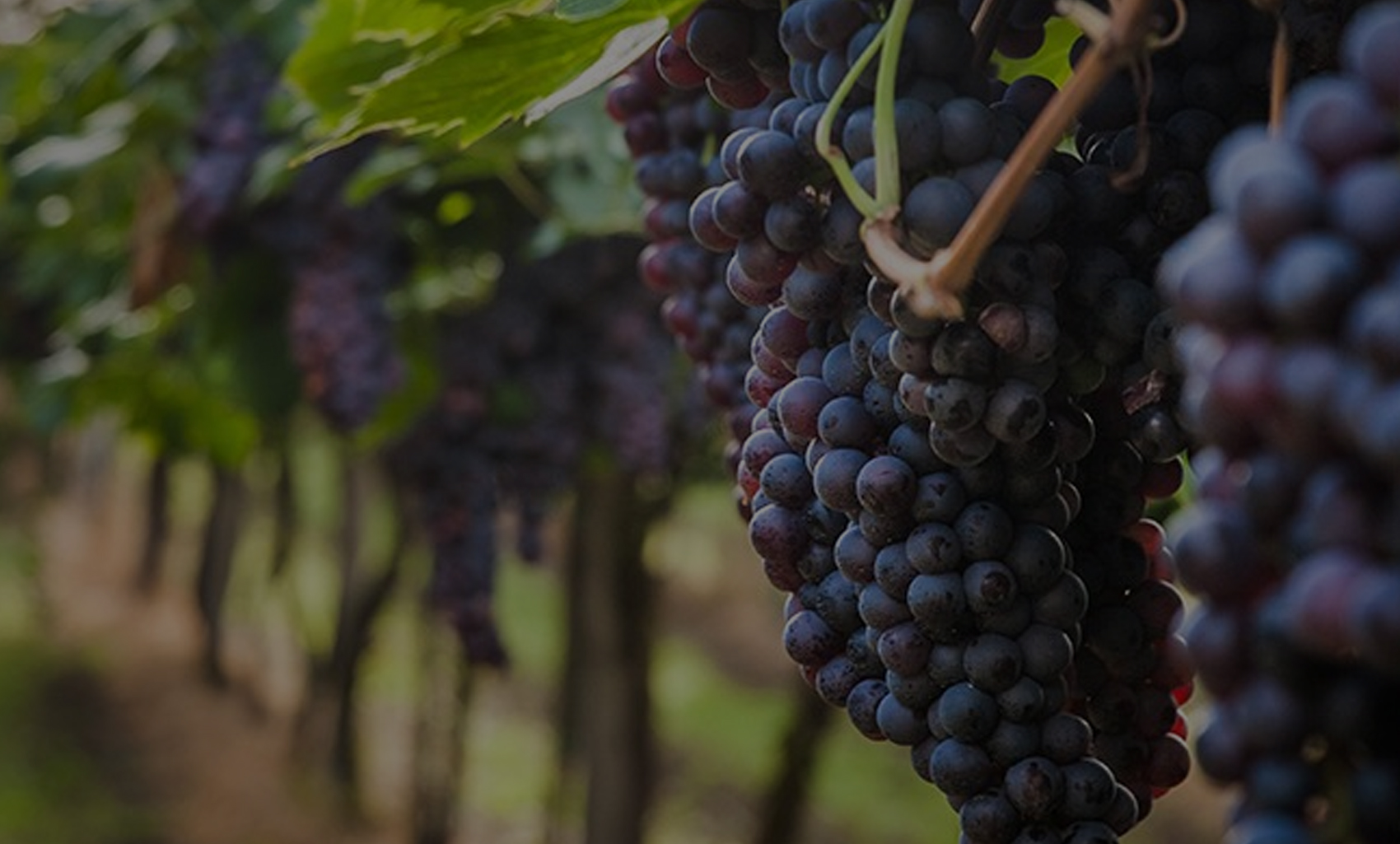 Las 5 principales regiones vitivinícolas de Latinoamérica